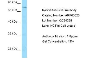 Western Blotting (WB) image for anti-Suppressor of Cancer Cell Invasion (SCAI) (C-Term) antibody (ABIN2789449) (SCAI antibody  (C-Term))