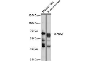 Western blot analysis of extracts of various cell lines, using ISYN antibody (ABIN6134840, ABIN6142555, ABIN6224835 and ABIN6224836) at 1:1000 dilution. (ISYNA1 antibody  (AA 1-250))