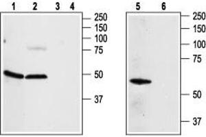 Adenosine A2a Receptor (ADORA2A) peptide