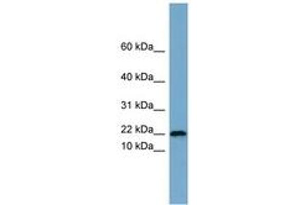 Proline Rich 13 anticorps  (AA 35-84)