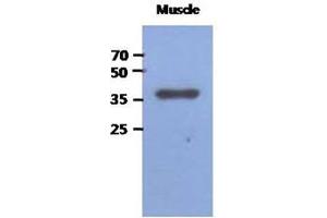 Western Blotting (WB) image for anti-Fructose-1,6-Bisphosphatase 2 (FBP2) antibody (ABIN1490753) (FBP2 antibody)