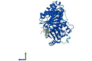 AlphaFold protein structure predicition of Human Recombinant TUBA1B Protein, UniprotID P68363