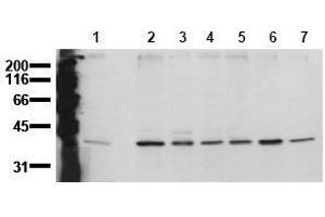 Western Blotting (WB) image for anti-Mitogen-Activated Protein Kinase 14 (MAPK14) (N-Term) antibody (ABIN126883) (MAPK14 antibody  (N-Term))