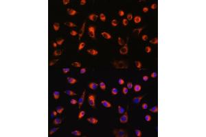 Immunofluorescence analysis of L929 cells using TMEM44 antibody (ABIN7270964) at dilution of 1:100. (TMEM44 antibody  (AA 110-260))