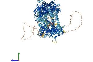 Protein Structure (PS) image for ATP-Binding Cassette, Sub-Family C (CFTR/MRP), Member 1 (ABCC1) (AA 1-1531) protein (His tag) (ABIN7554614)