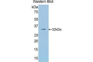 Detection of Recombinant SCG2, Mouse using Polyclonal Antibody to Secretogranin II (SCG2) (SCG2 antibody  (AA 342-609))