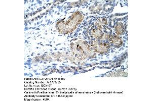 Human kidney (GTF2IRD1 antibody  (C-Term))