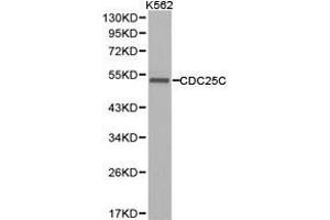 Western Blotting (WB) image for anti-Cell Division Cycle 25 Homolog C (S. Pombe) (CDC25C) antibody (ABIN1871676) (CDC25C antibody)