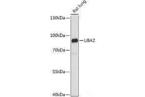 Western blot analysis of extracts of Rat lung using UBA2 Polyclonal Antibody at dilution of 1:1000. (UBA2 antibody)