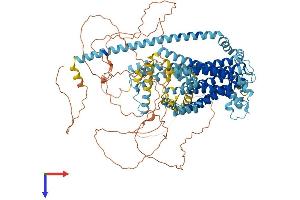 Tmc5 Protein (AA 1-967) (His tag)