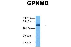Host:  Rabbit  Target Name:  GPNMB  Sample Tissue:  Human Fetal Lung  Antibody Dilution:  1. (Osteoactivin antibody  (N-Term))