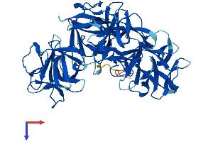 AlphaFold protein structure predicition of Human Recombinant FSCN3 Protein, UniprotID Q9NQT6 (Fascin 3 Protein (FSCN3) (AA 1-498) (His tag))