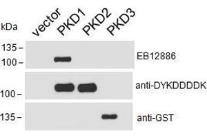 HEK293 lysate overexpressing Human DYKDDDDK-tagged PKD1, Human DYKDDDDK-tagged PKD2 or Human GST-tagged PKD3 probed with ABIN5539576 (0. (PKC mu antibody  (AA 383-395))