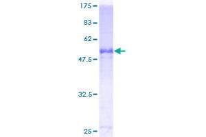 Apolipoprotein F Protein (APOF) (AA 37-327) (GST tag)