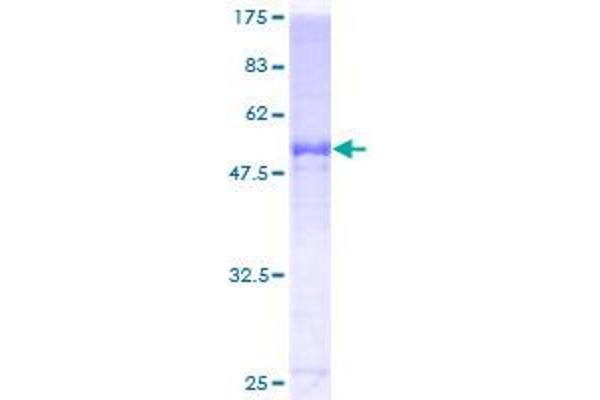 Apolipoprotein F Protein (APOF) (AA 37-327) (GST tag)