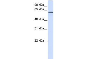 WB Suggested Anti-FAM20A Antibody Titration:  0. (FAM20A antibody  (N-Term))