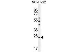 PRDX4 Antibody (Center) western blot analysis in NCI-H292 cell line lysates (35µg/lane). (Peroxiredoxin 4 antibody  (Middle Region))