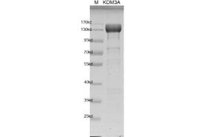 Recombinant JMJD1A / KDM3A protein gel.