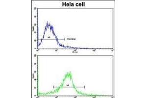 Flow cytometric analysis of hela cells using CLNS1A Antibody (Center)(bottom histogram) compared to a negative control cell (top histogram).