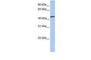 Image no. 1 for anti-tRNA Methyltransferase 11 Homolog (Trmt11) (AA 110-159) antibody (ABIN6738470) (Trmt11 antibody  (AA 110-159))