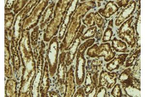 ABIN6273164 at 1/100 staining Mouse kidney tissue by IHC-P. (SMOX antibody  (Internal Region))