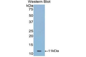 Western Blotting (WB) image for anti-Mucin 21, Cell Surface Associated (MUC21) (AA 505-566) antibody (ABIN1078344) (MUC21 antibody  (AA 505-566))