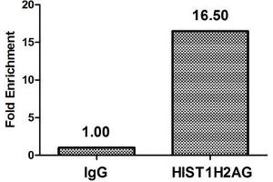 Chromatin Immunoprecipitation Hela (4*10 6 ) were treated with Micrococcal Nuclease, sonicated, and immunoprecipitated with 5 μg anti-HIST1H2AG (ABIN7139273) or a control normal rabbit IgG. (HIST1H2AG antibody  (2meArg29))