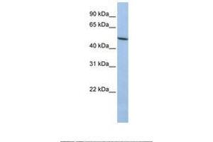 Image no. 1 for anti-Lysyl Oxidase-Like 1 (LOXL1) (AA 38-87) antibody (ABIN6738993)