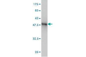 Western Blotting (WB) image for anti-Small Proline-Rich Protein 3 (SPRR3) (AA 1-161) antibody (ABIN562989)