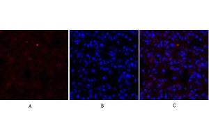 Immunofluorescence analysis of rat lung tissue. (Dynamin 1-Like antibody)