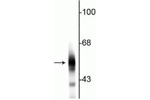 Western blot of rat cortical lysate showing specific immunolabeling of the ~55 kDa beta III tubulin protein. (TUBB3 antibody)