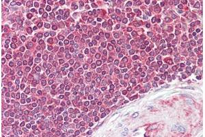 Anti-EIF4B antibody IHC staining of human spleen. (EIF4B antibody  (AA 150-200))