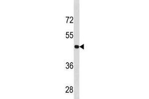 Cyclin B2 antibody western blot analysis in U251 lysate. (Cyclin B2 antibody  (AA 182-209))