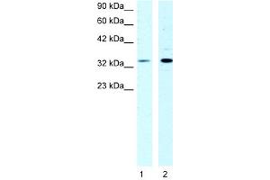 WB Suggested Anti-CSDA Antibody Titration:  1ug/ml  Positive Control:  HepG2 cell lysate (CSDA antibody  (N-Term))