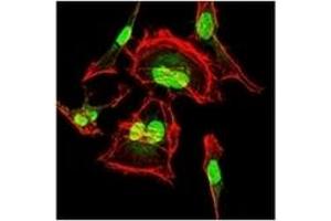 Immunofluorescence (IF) image for anti-Cyclin-Dependent Kinase 2 (CDK2) antibody (ABIN1106645) (CDK2 antibody)