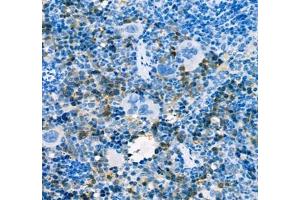 Immunohistochemistry of paraffin embedded mouse spleen using AHSP (ABIN7073016) at dilution of 1:300 (400x lens) (aHSP antibody)