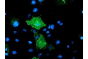 Anti-PECAM1 mouse monoclonal antibody (ABIN2455806) immunofluorescent staining of COS7 cells transiently transfected by pCMV6-ENTRY PECAM1 (RC208654). (CD31 antibody)