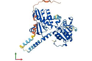 AlphaFold protein structure predicition of Human Recombinant NT5DC4 Protein, UniprotID Q86YG4 (NT5DC4 Protein (AA 1-428) (His tag))