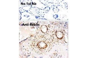 Immunohistochemistry (IHC) image for anti-RAB5C, Member RAS Oncogene Family (Rab5c) (C-Term) antibody (ABIN6254194) (Rab5c antibody  (C-Term))