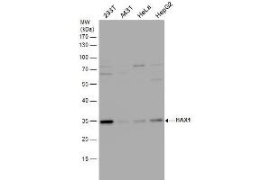 WB Image HAX1 antibody detects HAX1 protein by western blot analysis.