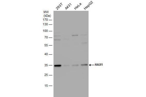 HAX1 anticorps