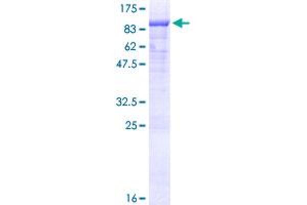 EYA4 Protein (AA 1-616) (GST tag)