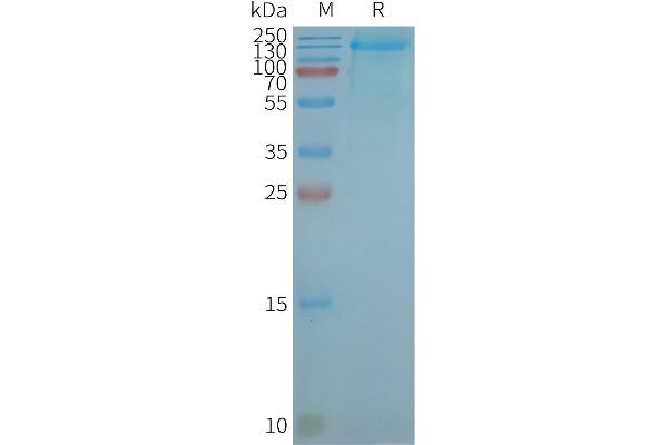 LGR4 Protein