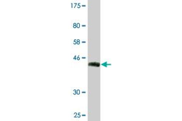 BST2 antibody  (AA 1-180)