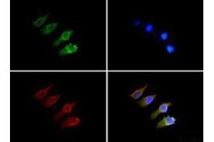 Immunofluorescence (IF) image for anti-Sema Domain, Immunoglobulin Domain (Ig), Short Basic Domain, Secreted, (Semaphorin) 3B (SEMA3B) (AA 100-200) antibody (ABIN1951824) (SEMA3B antibody  (AA 100-200))