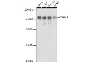Western blot analysis of extracts of various cell lines, using TXLNA antibody (ABIN7270744) at 1:1000 dilution. (alpha Taxilin antibody)