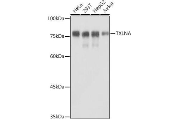 alpha Taxilin antibody