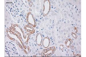 Immunohistochemical staining of paraffin-embedded Kidney tissue using anti-KRT19mouse monoclonal antibody. (Cytokeratin 19 antibody  (AA 240-390))