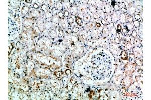 Immunohistochemical analysis of paraffin-embedded human-kidney, antibody was diluted at 1:200 (DLEU7 antibody  (AA 51-100))