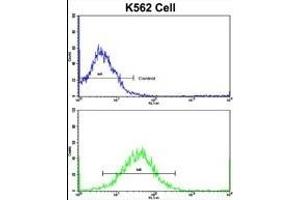 Flow cytometric analysis of K562 cells using TH Antibody (C-term)(bottom histogram) compared to a negative control cell (top histogram). (TH antibody  (C-Term))